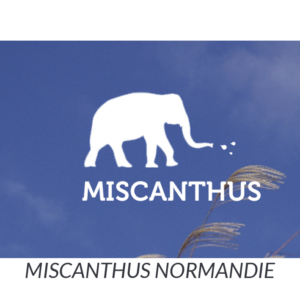 Logo Miscanthus Normandie